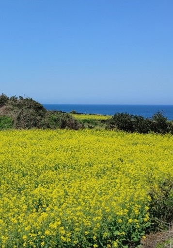 [제주] 오픈 예정